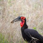 Rabe im Kruger Nationalpark