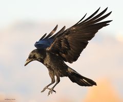 Rabe im Landeanflug