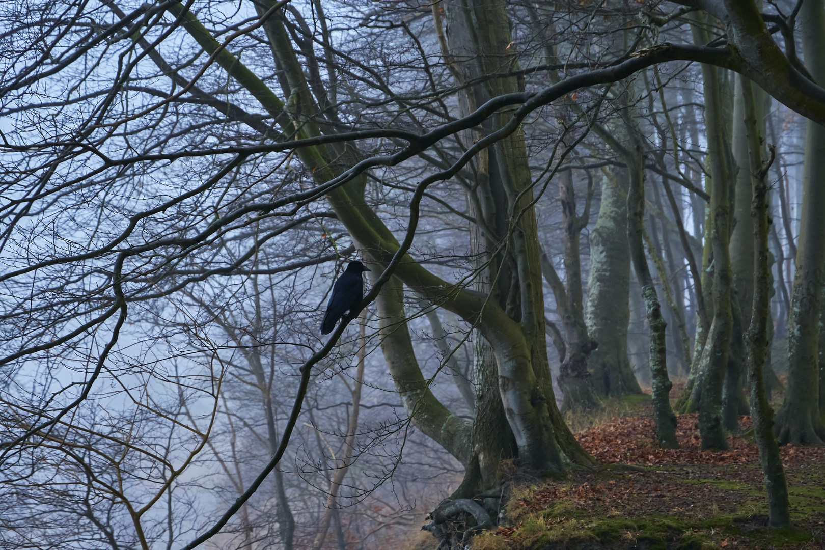 Rabe im Nebelwald