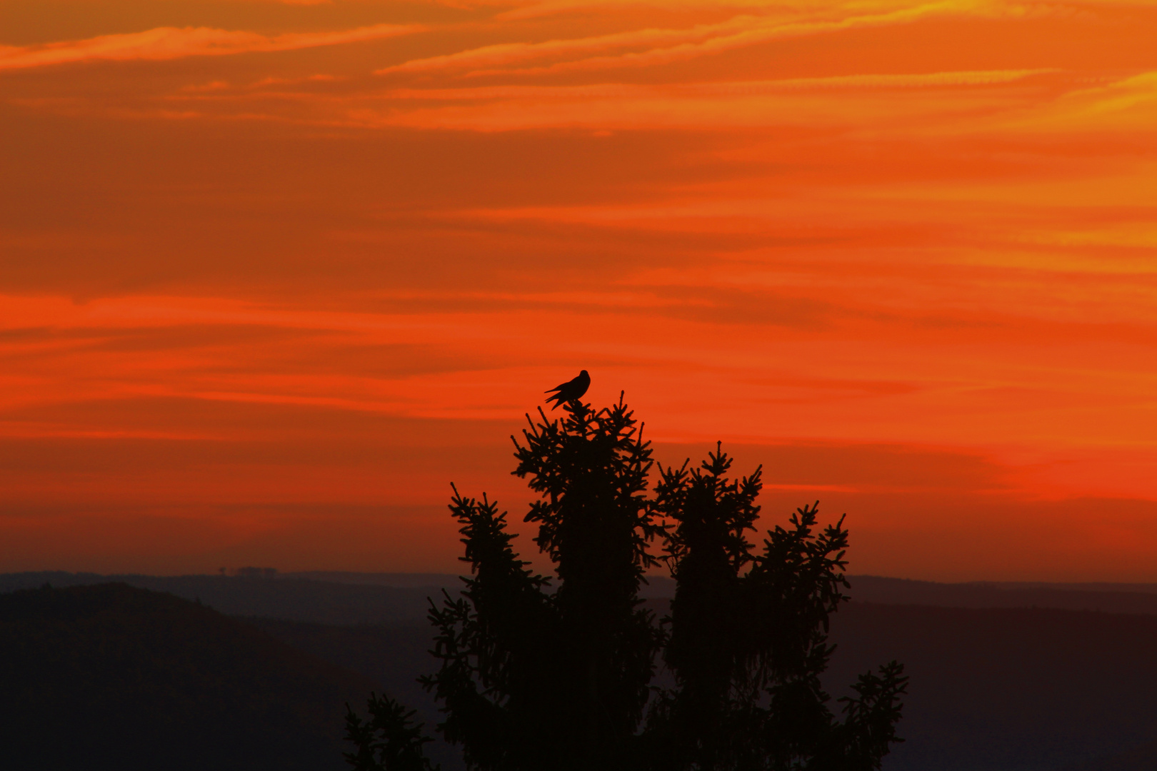 Rabe im Sonnenaufgang