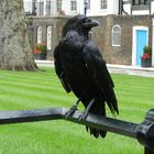 Rabe im Tower of London