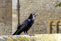 Rabe im Tower of London