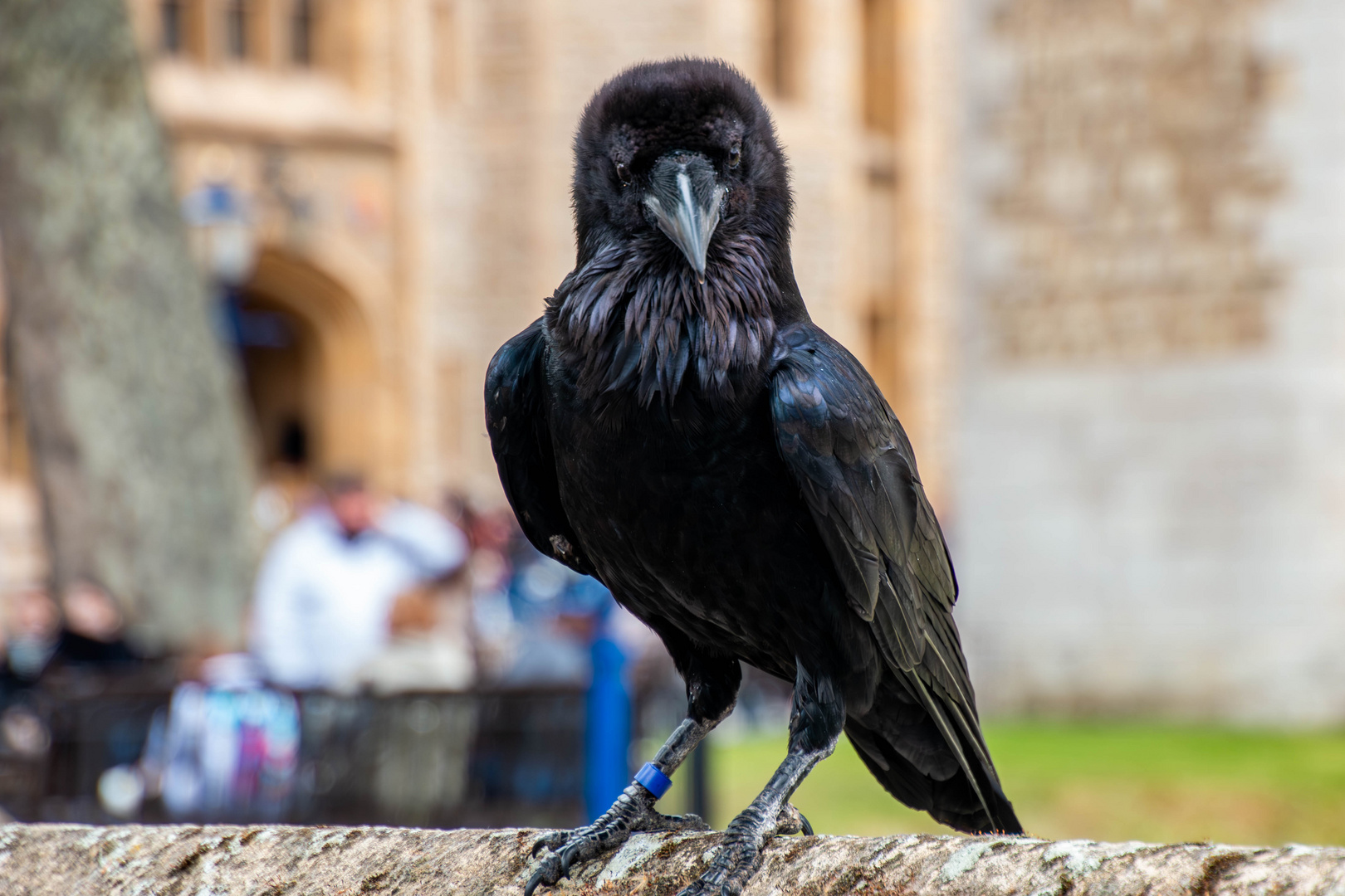 Rabe im Tower of London