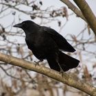 Rabe-Krähe- Schreihals  (Corvidae) 