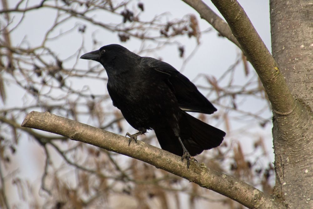 Rabe-Krähe- Schreihals  (Corvidae) 