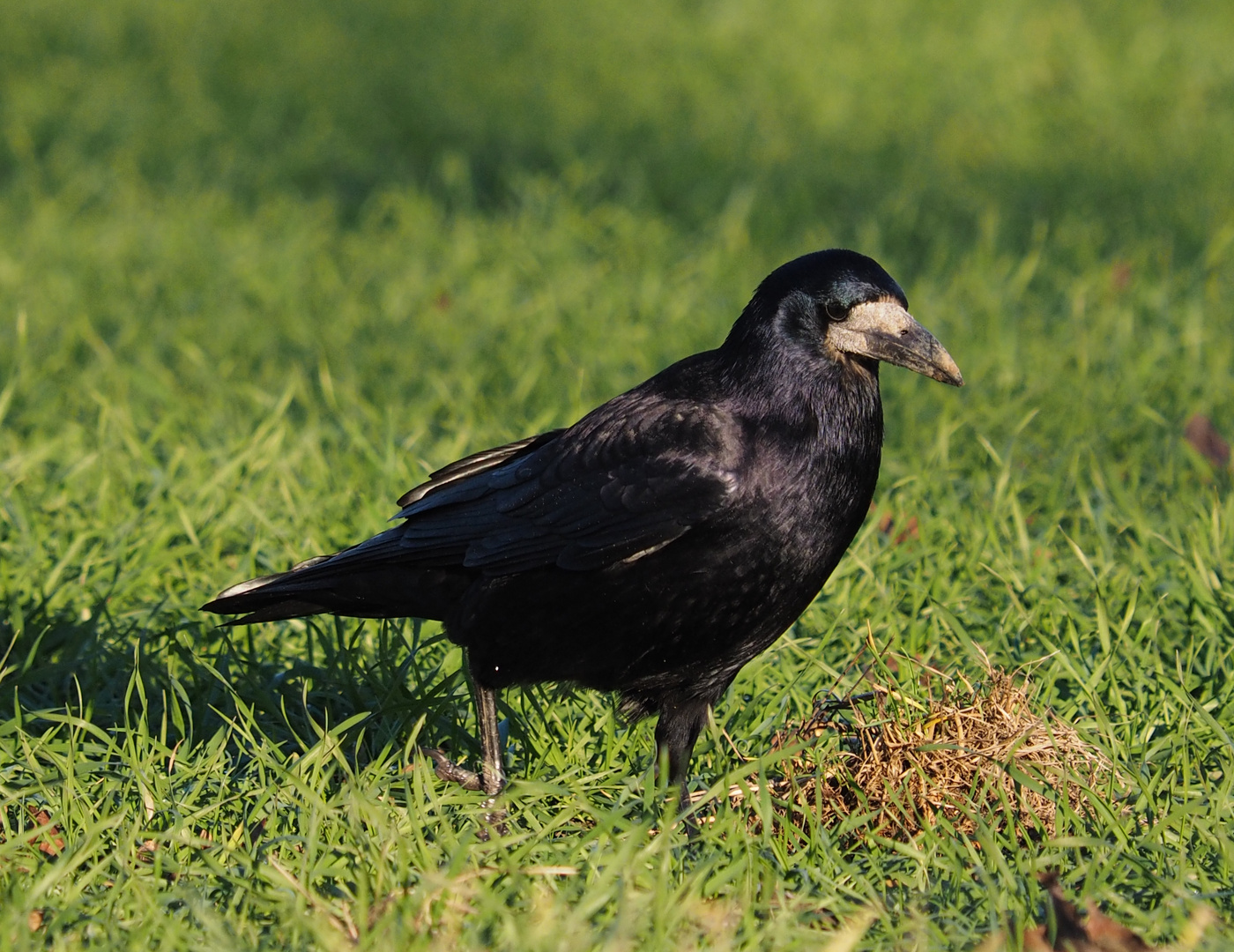 RABE Saatkrähe -Rabenvogel