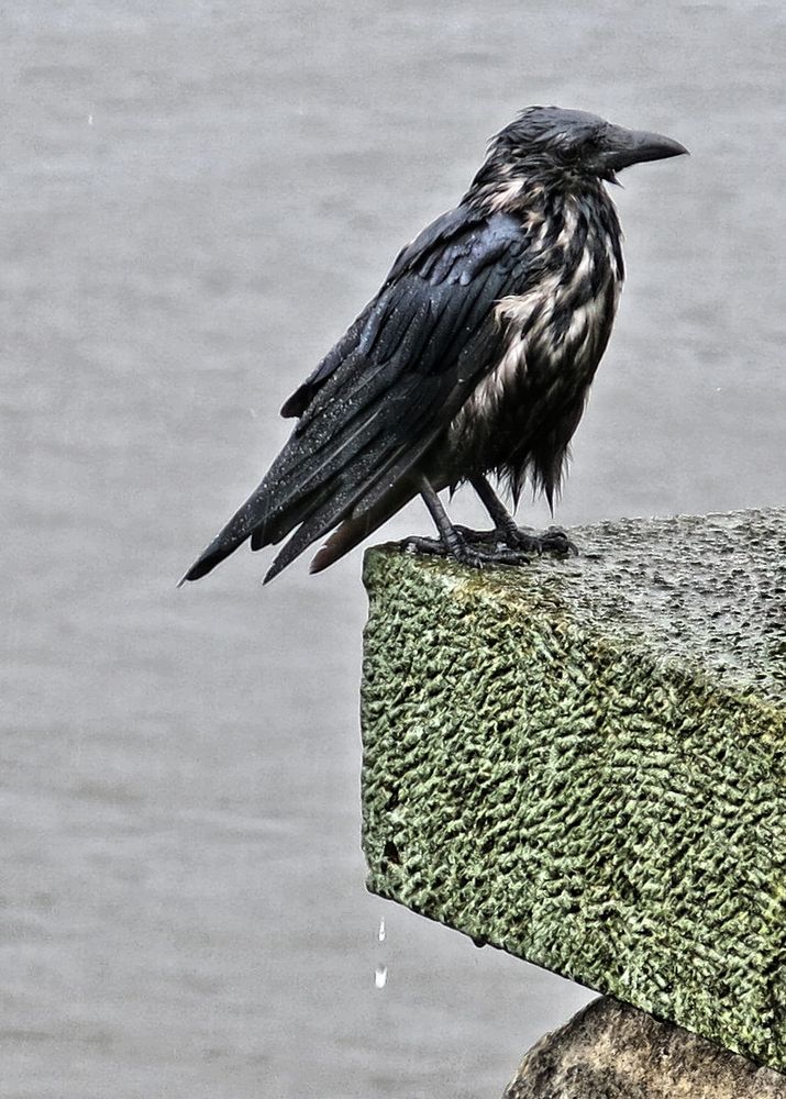 Rabe schei... auf Regenwetter