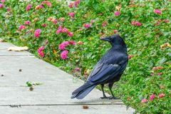 Rabekrähe  vor dem Rosenbeet in der Gruga Essen