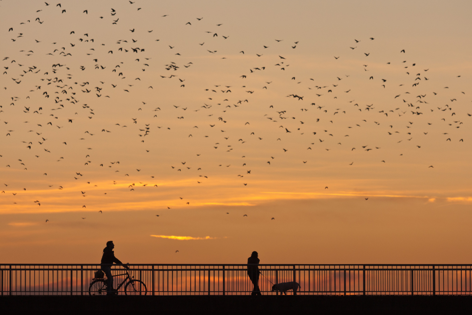 Raben auf ihrem abendlichen Flug zum Schlafplatz - Ingolstadt Donau