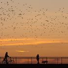 Raben auf ihrem abendlichen Flug zum Schlafplatz - Ingolstadt Donau