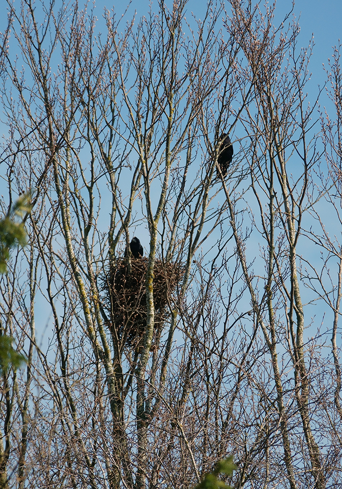 Raben beim Nestbau