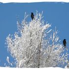 Raben halten Ausschau nach dem Frühling.....