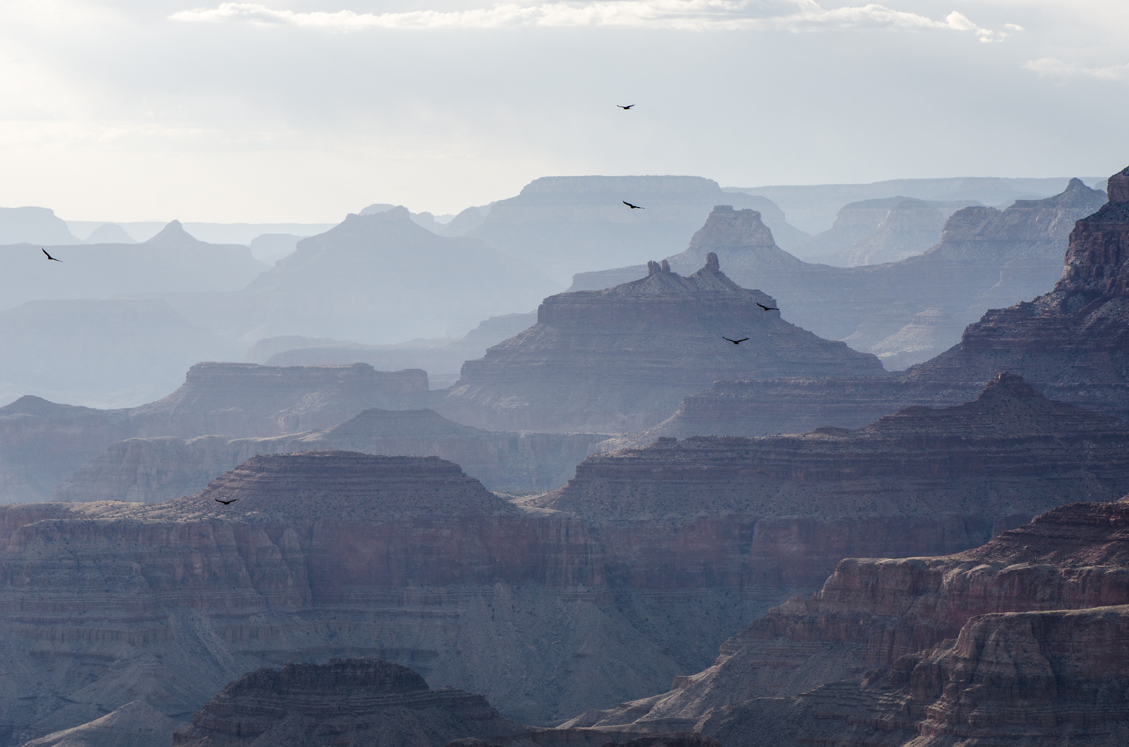 Raben im Grand Canyon