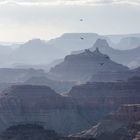 Raben im Grand Canyon