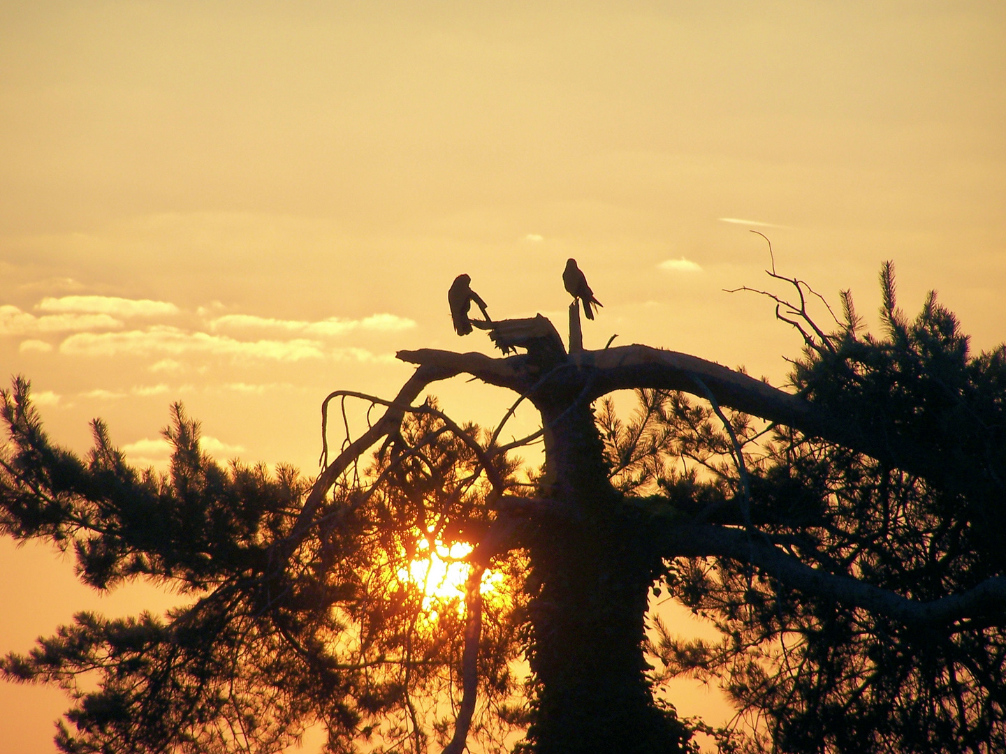 Raben im Sonnenaufgang