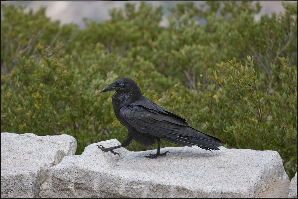 Raben im Yosemite