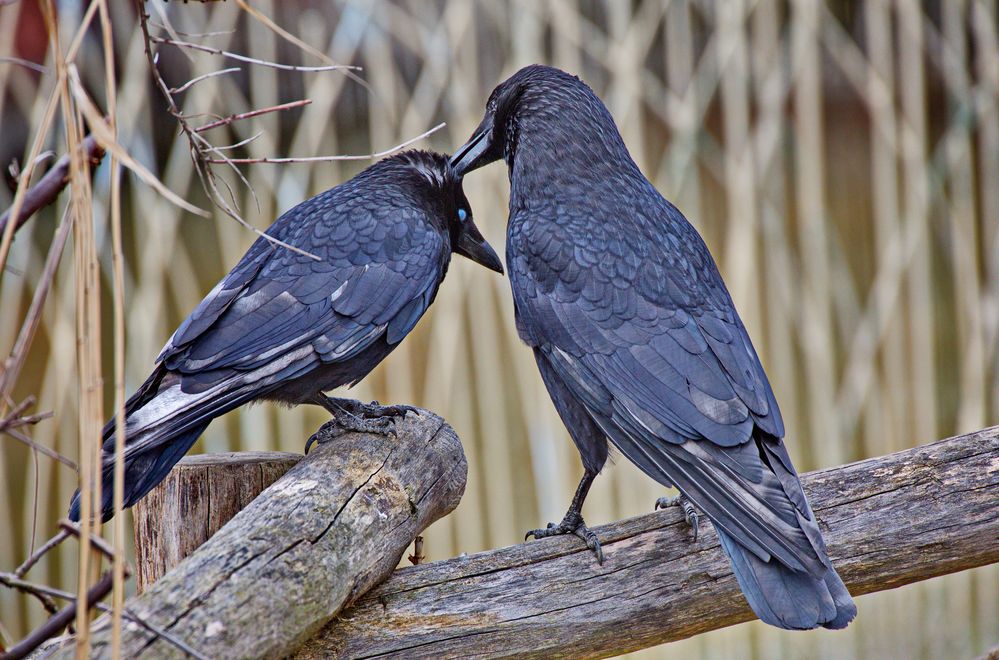Raben Krähen. Da wird kräftig gebalzt. Foto & Bild tiere, wildlife, wild lebende vögel Bilder Raben Krähen. Da wird kräftig gebalzt. Foto & Bild tiere, wildlife, wild lebende vögel Bilder