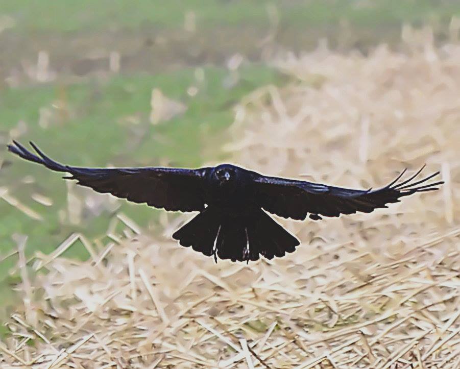 Raben / Sperlingsvögel