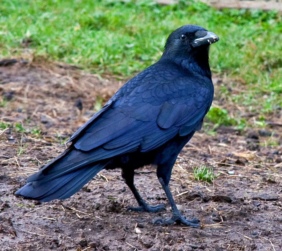 Raben und Krähen....