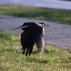 Raben und Krähen, die Gattung, die sich untereinander verstehen...!