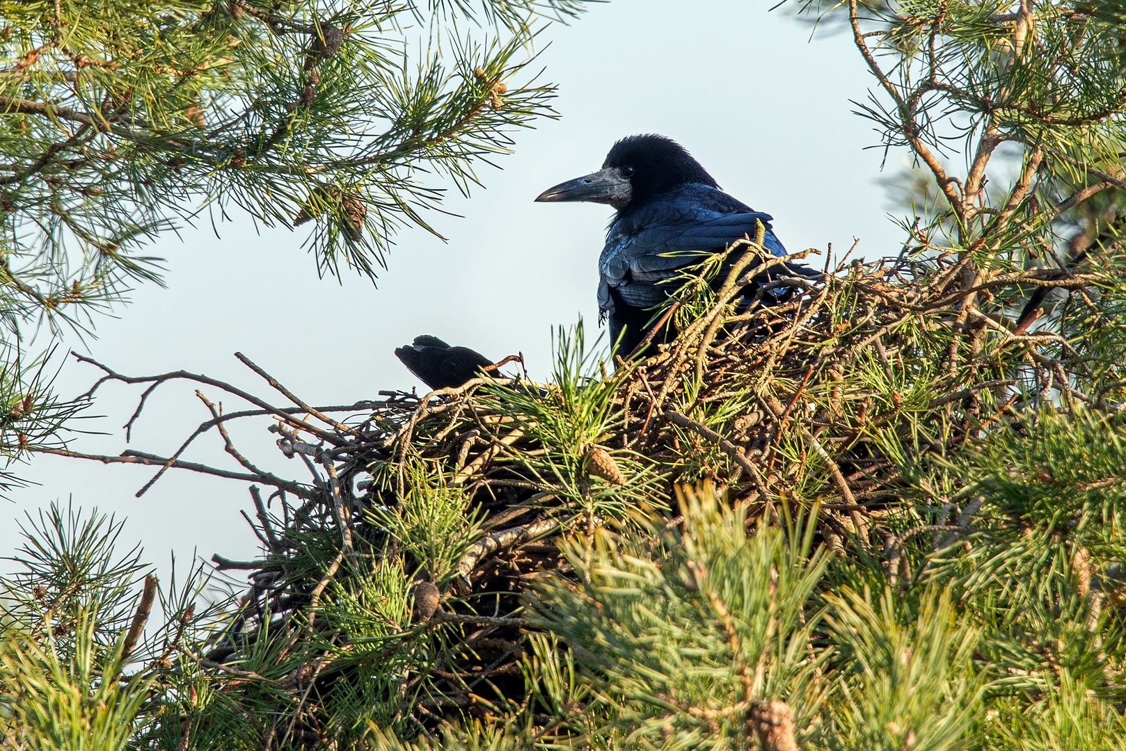 Rabeneltern .:: Foto & Bild | nikon, bäume, baum Bilder auf fotocommunity