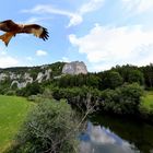 Rabenfelsen mit Roter Milan ?