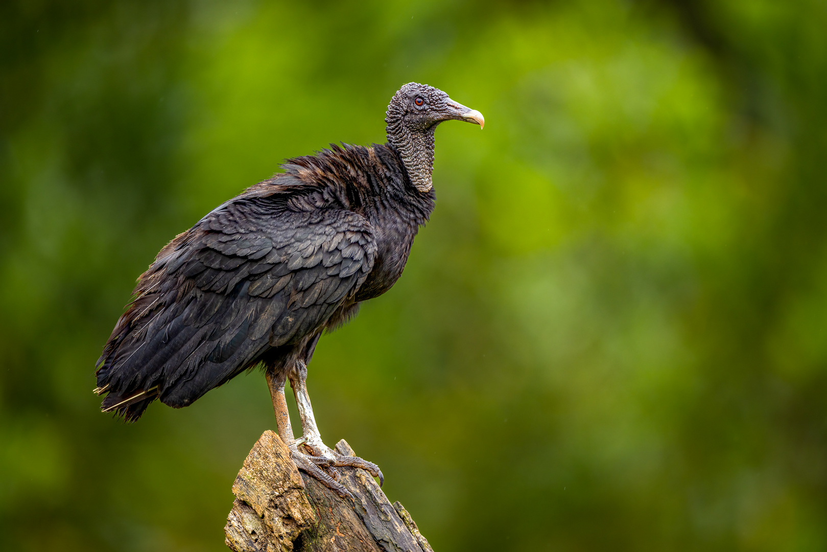 Rabengeier (Black Vulture)