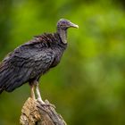 Rabengeier (Black Vulture)