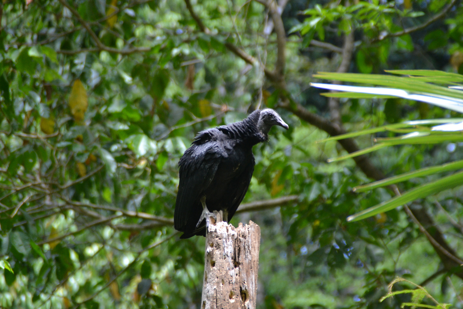 Rabengeier Black Vulture