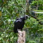 Rabengeier Black Vulture