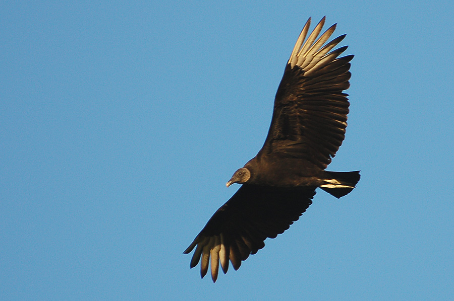 Rabengeier - Black Vultures (Coragyps atratus)