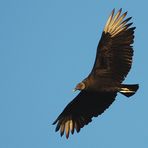 Rabengeier - Black Vultures (Coragyps atratus)