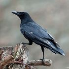 --- Rabenkrähe 1 ---   ( Corvus corone corone )