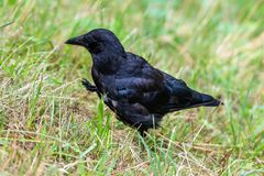 Rabenkrähe