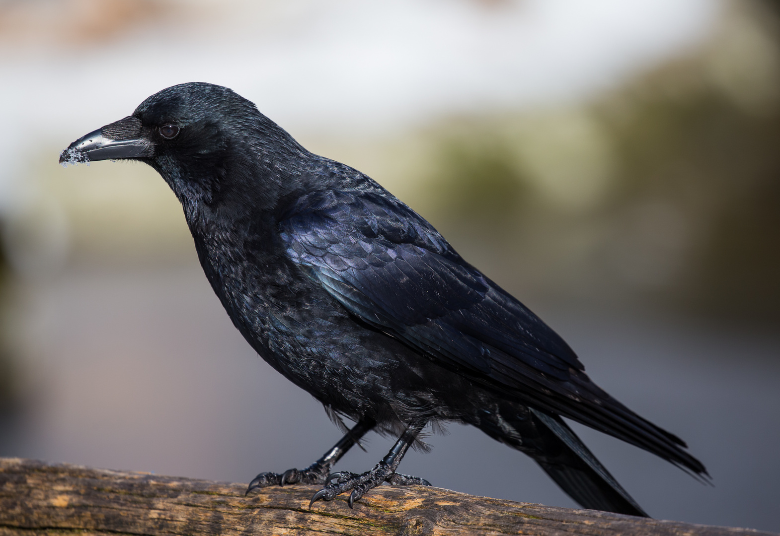 Rabenkrähe Foto & Bild tiere, wildlife, wild lebende vögel Bilder auf