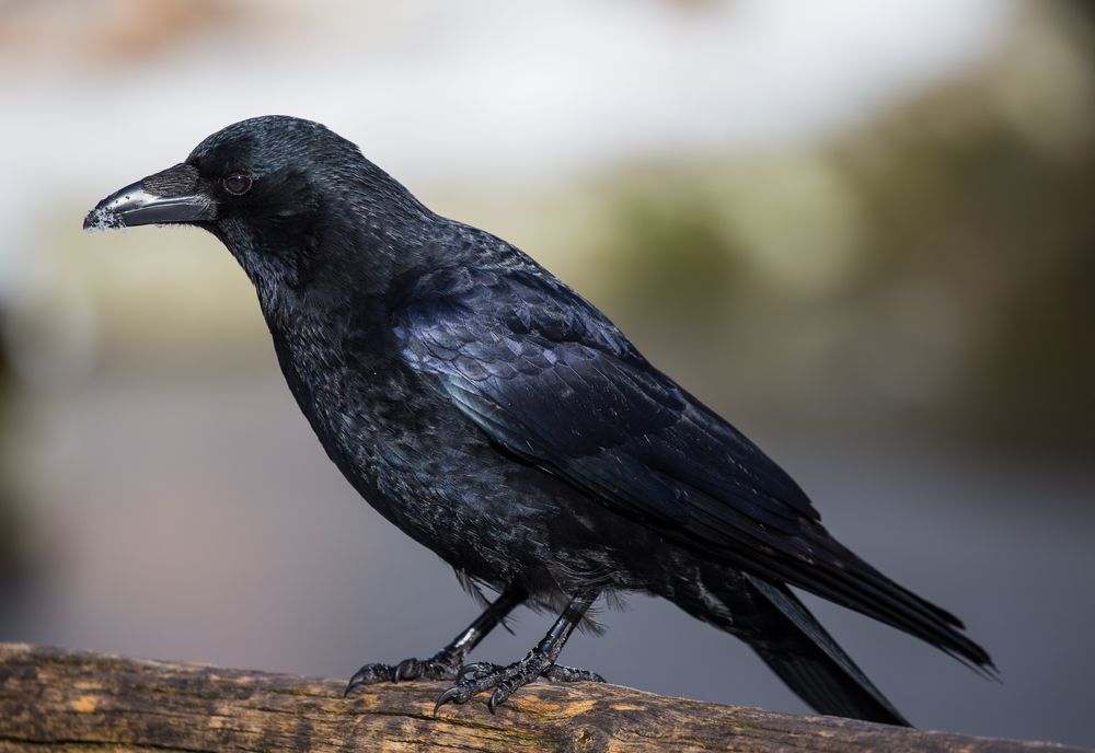 Rabenkrähe Foto & Bild tiere, wildlife, wild lebende vögel Bilder auf