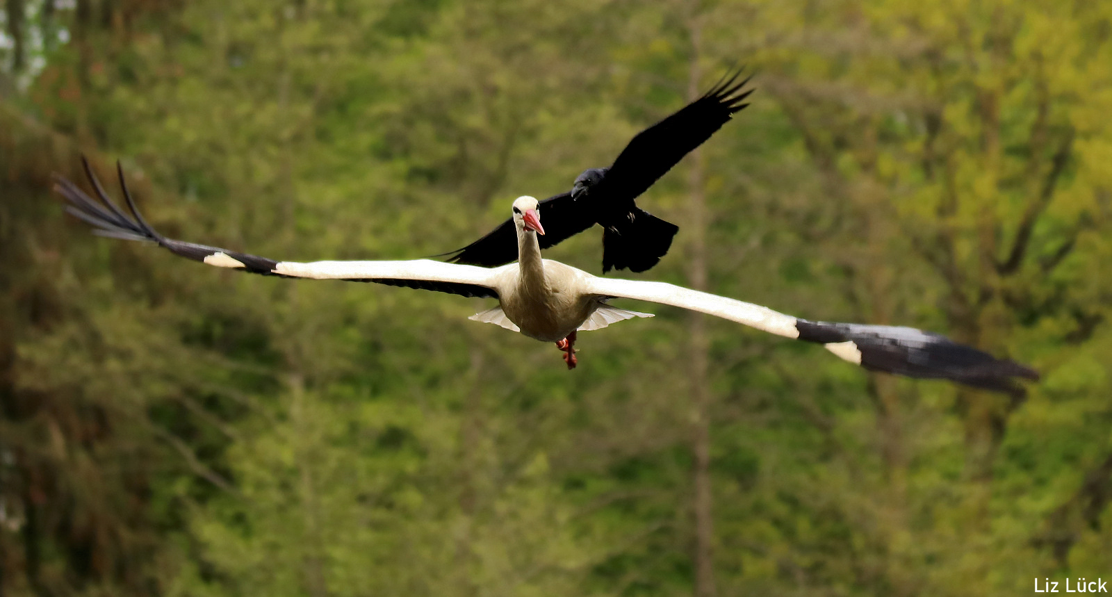 Rabenkrähe attakiert Storch