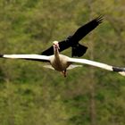 Rabenkrähe attakiert Storch