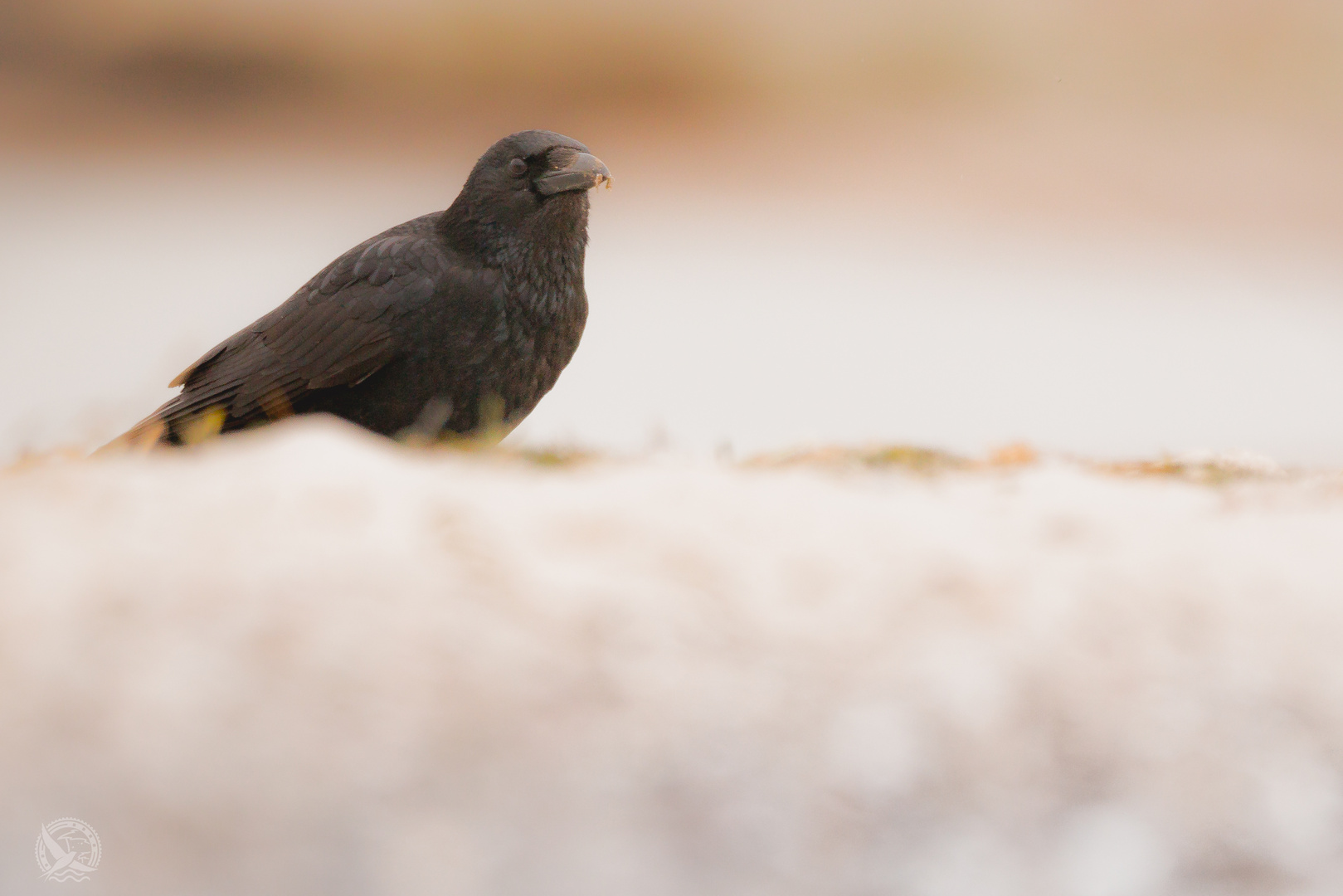 Rabenkrähe bei der Nahrungssuche am Strand