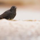 Rabenkrähe bei der Nahrungssuche am Strand