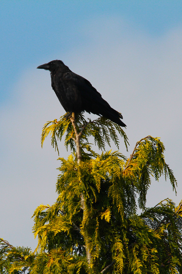 Rabenkrähe beobachtet Vogelfütterung