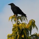 Rabenkrähe beobachtet Vogelfütterung