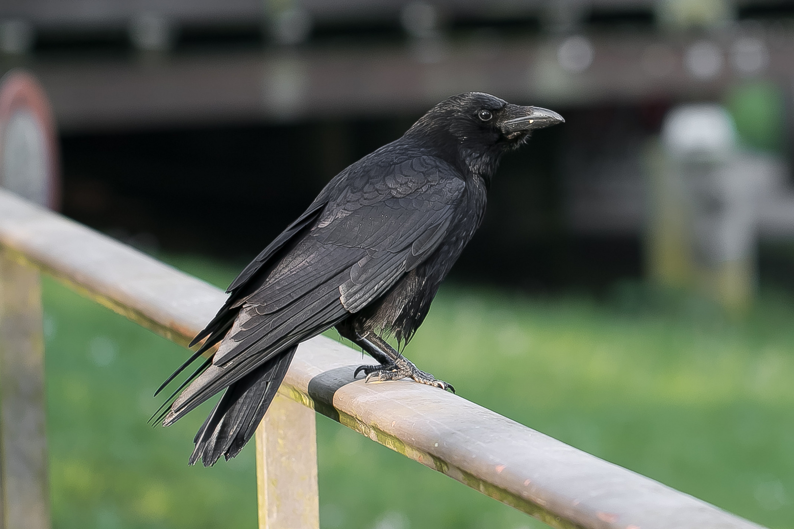 Rabenkrähe Carrion Crow