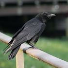 Rabenkrähe Carrion Crow