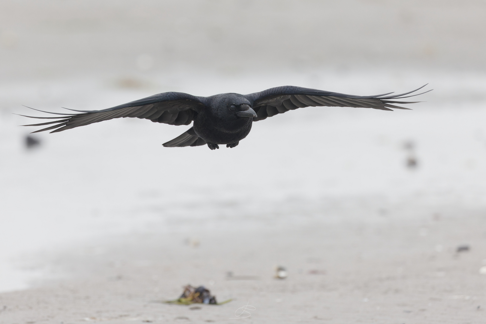 Rabenkrähe [Carrion crow]