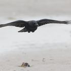 Rabenkrähe [Carrion crow]