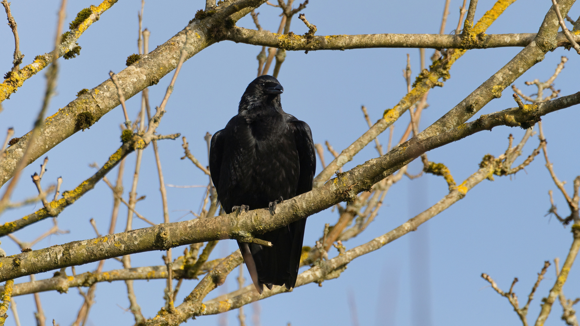 Rabenkrähe (Corvus corone)