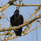 Rabenkrähe (Corvus corone)