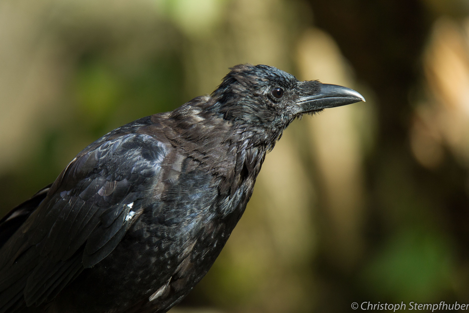 Rabenkrähe (corvus corone) 1