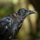 Rabenkrähe (corvus corone) 1